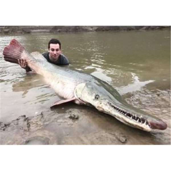 Texas Alligator Gar Fishing for 3