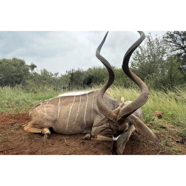 SOUTH AFRICA – 5 DAY KUDU SAFARI FOR 1 HUNTER & 1 OBSERVER