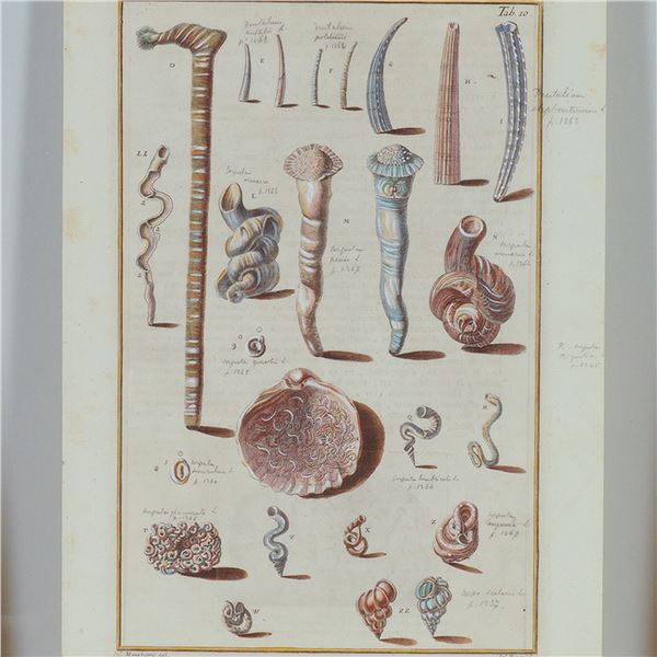 Hand-Colored Engraving Marine Tusk and Tube Shells for Niccolo Gualtieri