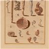 Image 4 : Hand-Colored Engraving Marine Tusk and Tube Shells for Niccolo Gualtieri