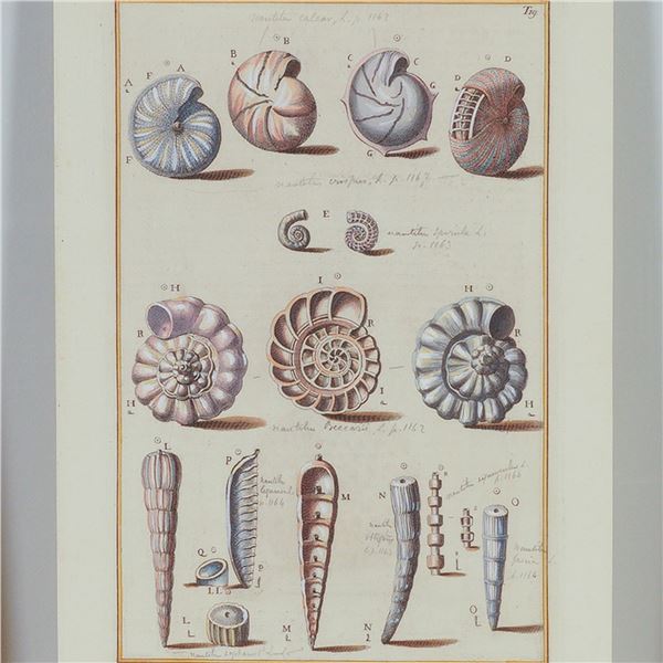 Hand-Colored Engraving of Nautilus Shells for Niccolo Gualtieri