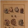 Image 3 : Hand-Colored Engraving of Nautilus Shells for Niccolo Gualtieri