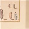 Image 5 : Hand-Colored Engraving of Shells & Coral for Niccolo Gualtieri