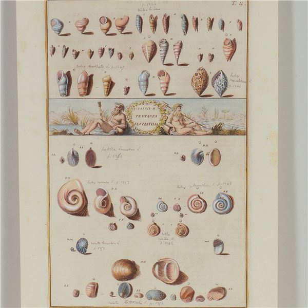 Hand-Colored Engraving of Freshwater Mollusks for Niccolo Gualtieri