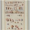 Image 1 : Hand-Colored Engraving of Freshwater Mollusks for Niccolo Gualtieri