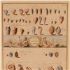 Image 2 : Hand-Colored Engraving of Freshwater Mollusks for Niccolo Gualtieri