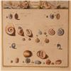 Image 3 : Hand-Colored Engraving of Freshwater Mollusks for Niccolo Gualtieri
