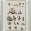 Image 1 : Hand-Colored Engraving of Seashells for Niccolo Gualtieri