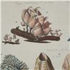 Image 4 : Hand-Colored Engraving of Seashells for Niccolo Gualtieri