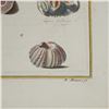 Image 5 : Hand-Colored Engraving of Seashells for Niccolo Gualtieri