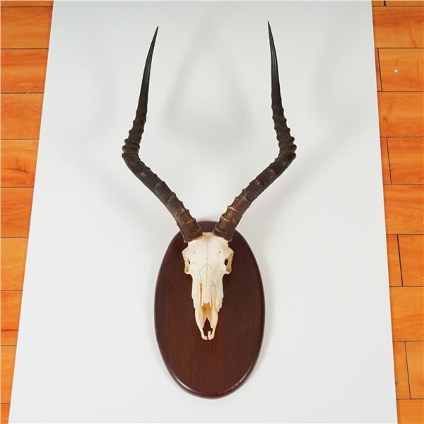 Ceonie and Thea Swanepoel Taxidermy Mounted Spiral-Horn Antelope Skull