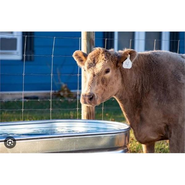 Tarter Oval Mega 300 Gallon Galvanized Steel Livestock Trough