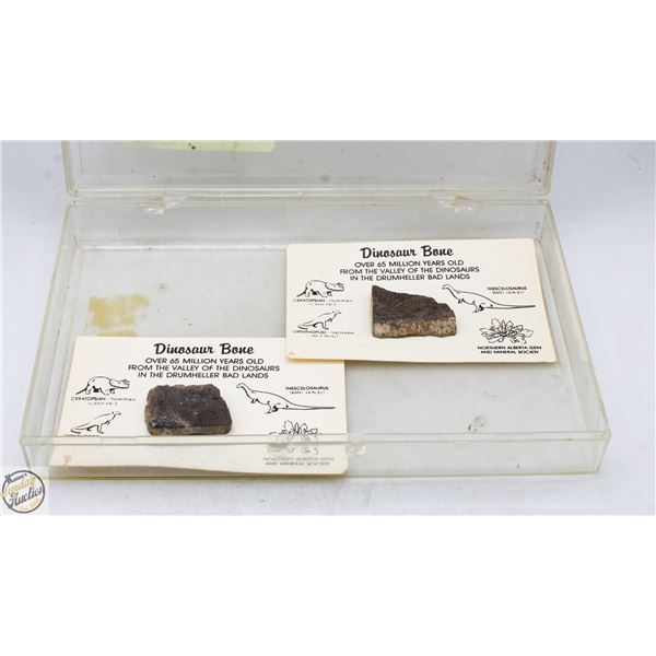 DINOSAUR BONE ON NORTHERN ALBERTA GEM AND MINERAL