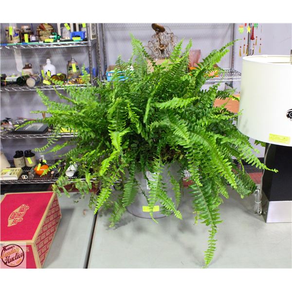 LIVE 24" HIGH FERN PLANT IN 9-1/2" NYPON