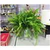 LIVE 24" HIGH FERN PLANT IN 9-1/2" NYPON