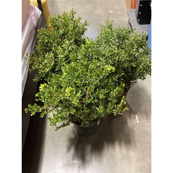 3 BOXWOOD PLANTS