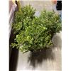 Image 1 : 3 BOXWOOD PLANTS