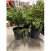 Image 2 : 3 BOXWOOD PLANTS