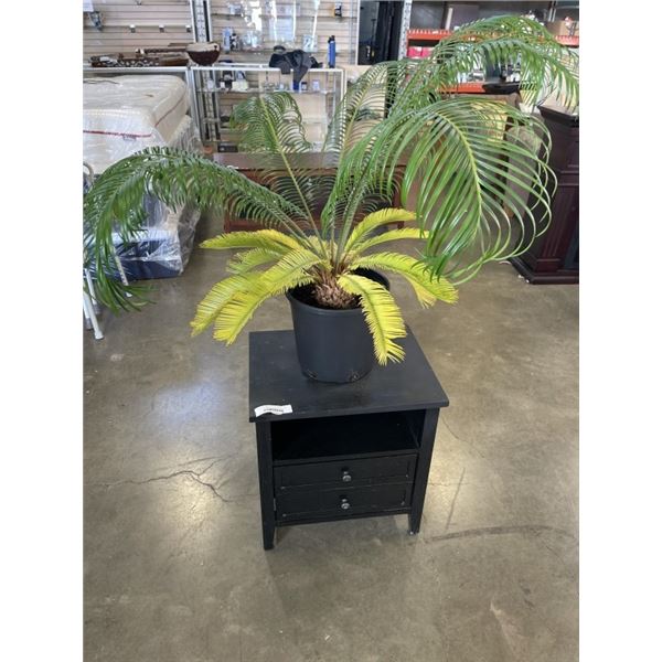 LIVE PALM TREE AND BLACK SIDE TABLE