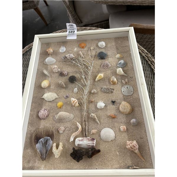 Sea Shell Shadow Box Wall Art