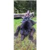 Image 3 : Boat Based Giant Southeast Alaskan Black Bear for 2
