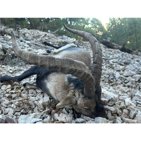 Double trouble in Spain 2 Ibex for 2 Hunters! Bring your wives for immense touring options!