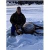 Image 2 : New Mexico cow elk hunt for 1 hunter