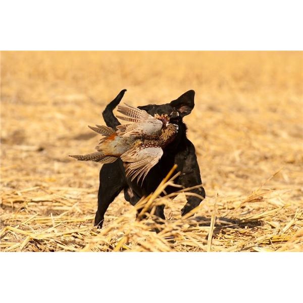 South Dakota Pheasant Hunt for 4 Hunters