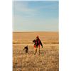 Image 2 : South Dakota Pheasant Hunt for 4 Hunters