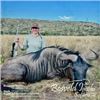 Image 8 : 2 hunters 10 days, 2 Impala 2 Blue wildebeest