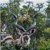Image 5 : 10-day Double Kudu Hunt for 2 Hunters