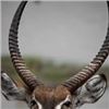 Image 6 : 10-day Double Kudu Hunt for 2 Hunters