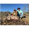 Image 3 : 5 day Coues Deer Hunt for 2 Hunters with Diamond Outfitters with Bonus of Mtn Lion