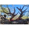 Image 7 : 5 day Coues Deer Hunt for 2 Hunters with Diamond Outfitters with Bonus of Mtn Lion