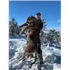Image 1 : 5-Day Trophy Mountain Lion Hunt w/ Hounds in Arizona