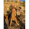 Image 2 : 5-Day Trophy Mountain Lion Hunt w/ Hounds in Arizona