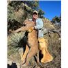 Image 5 : 5-Day Trophy Mountain Lion Hunt w/ Hounds in Arizona