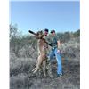 Image 6 : 5-Day Trophy Mountain Lion Hunt w/ Hounds in Arizona