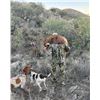 Image 7 : 5-Day Trophy Mountain Lion Hunt w/ Hounds in Arizona