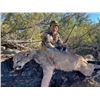 Image 8 : 5-Day Trophy Mountain Lion Hunt w/ Hounds in Arizona