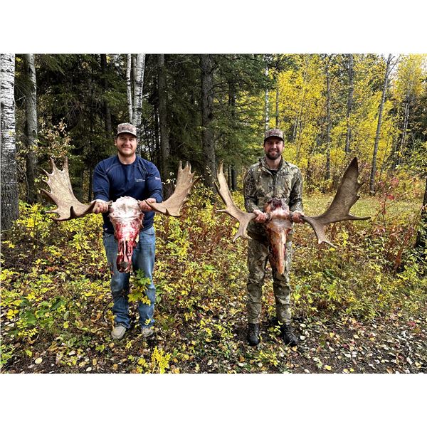 8 day Alberta Archery Rut Moose Hunt for 1 Hunter