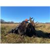 Image 2 : 8 day Alberta Archery Rut Moose Hunt for 1 Hunter