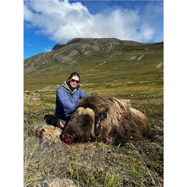 Spring Muskox & Small Game Hunt in Greenland with UPGRADES