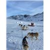 Image 2 : Spring Muskox & Small Game Hunt in Greenland with UPGRADES