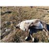 Image 3 : Spring Muskox & Small Game Hunt in Greenland with UPGRADES