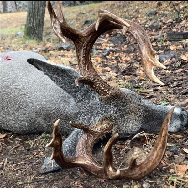 Old Mexico Coues Deer Hunt for 1