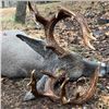 Image 1 : Old Mexico Coues Deer Hunt for 1