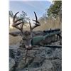 Image 2 : Old Mexico Coues Deer Hunt for 1