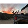 Image 3 : Old Mexico Coues Deer Hunt for 1