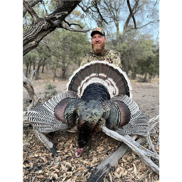Gould's Turkey in Old Mexico
